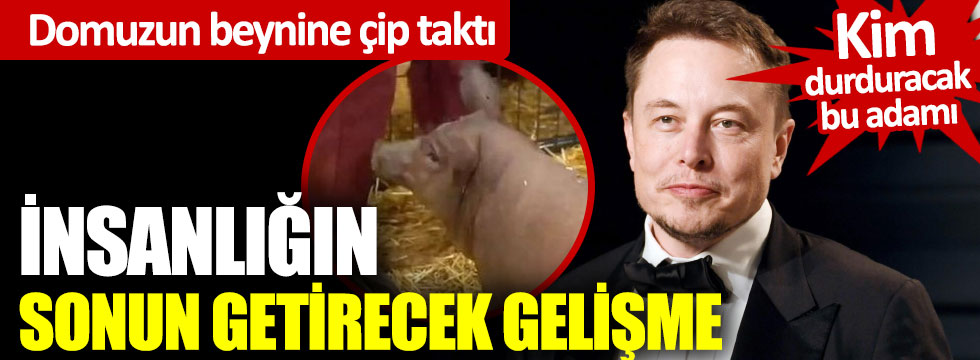 İnsanlığın sonun getirecek gelişme: Elon Musk, domuzun beynine çip taktı