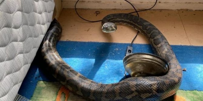 Dehşeti yaşadılar! Evinde iki piton yılanı ile karşılaştı!