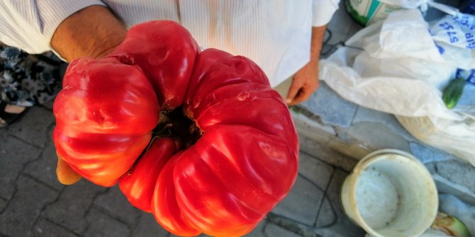 1 kilo 120 gramlık domates şaşırttı! Çanakkale'de yetişti! Gören dönüp dönüp baktı 