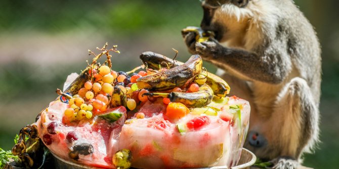 Sıcaktan bunalan hayvanlara buzlu meyve, fıskiyeli serinlik