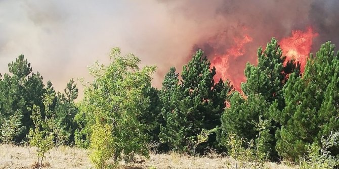 Çorum'da orman yangınına müdahale eden 3 kişi yaralandı