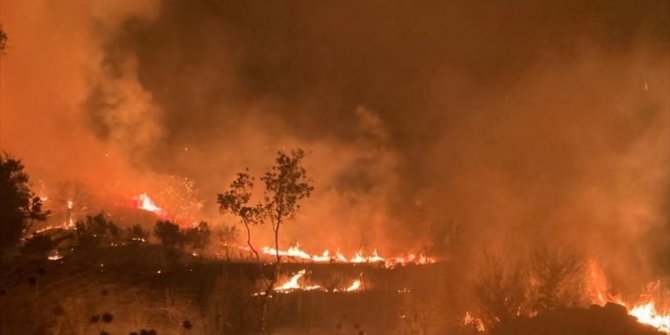 İzmir'deki  yangın kontrol altında! Zeytin ağaçları yandı