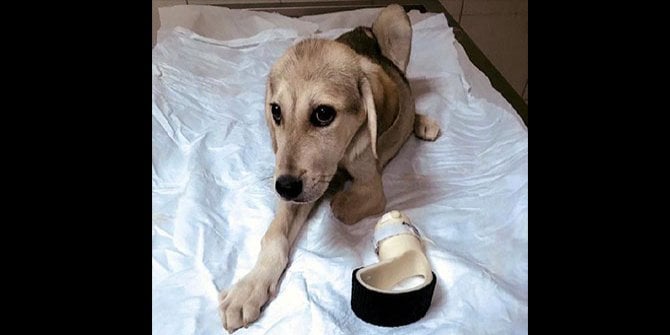 Yürüyemeyen köpek için 3 boyutlu yazıcıda protez bacak yapıldı