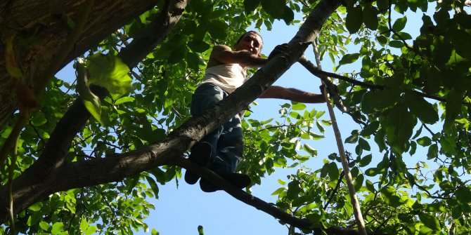 Tarzan Hamdi ağaca tırmanıp günde 300 TL kazanıyor