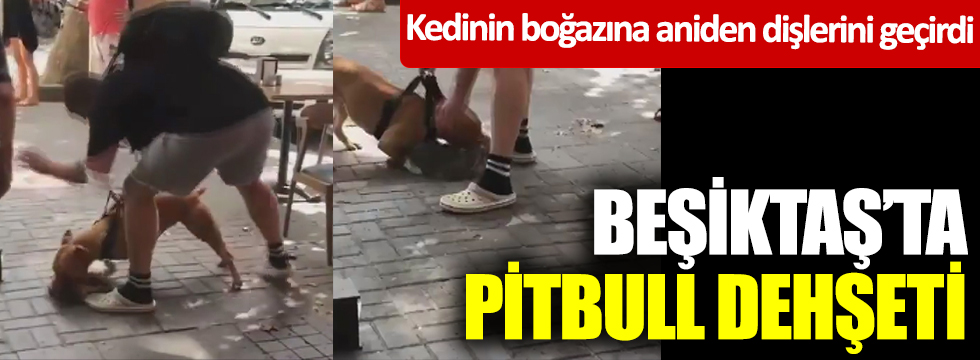 Beşiktaş'ta pitbull dehşeti! Kedinin boğazına aniden dişlerini geçirdi