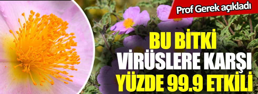 Bu bitki virüslere karşı yüzde 99.9 etkili, Prof. Gerek açıkladı