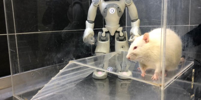 Robot ve sıçan birbirinin öğretmeni oldu