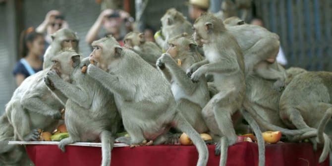 Evlere baskın yapan 200 maymuna büyük ceza