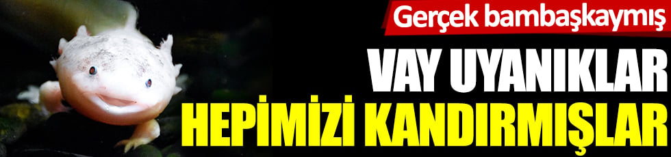 Vay uyanıklar, hepimizi kandırmışlar: Gerçek bambaşkaymış