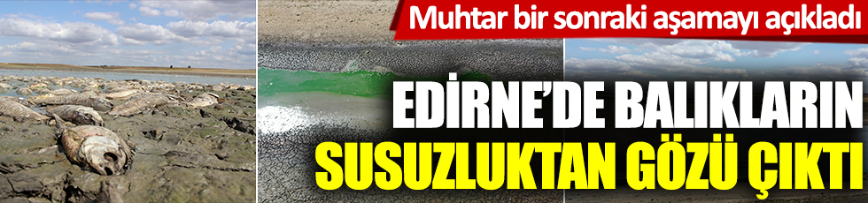 Edirne'de balıkların susuzluktan gözü çıktı: Muhtar bir sonraki aşamayı açıkladı
