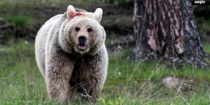 Kars'ta ayı saldırısı! Ağır yaralandı