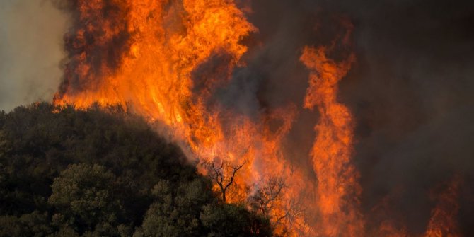 Orman yangınlarının bilançosu açıklandı. Rekor düzeyde zarar