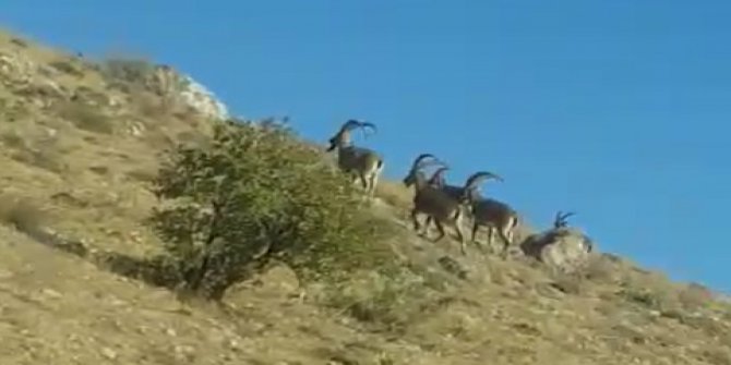 Boynuzlu dağ keçileri sizce Türkiye'nin hangi ilinde görüntülendi