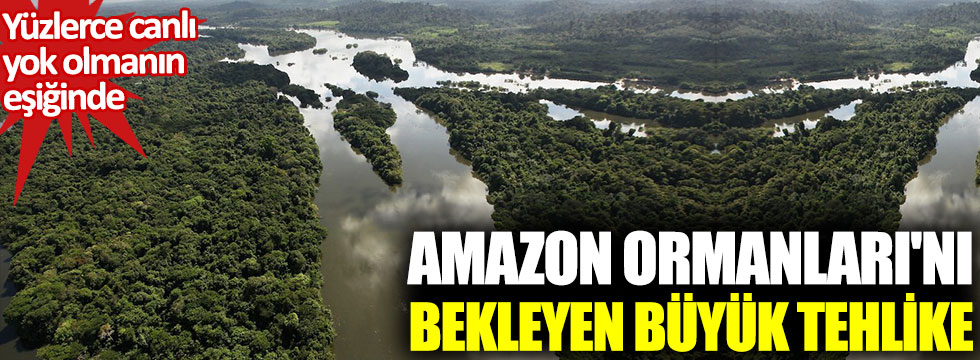 Amazon Ormanları'nı bekleyen büyük tehlike. Yüzlerce canlı yok olmanın eşiğinde