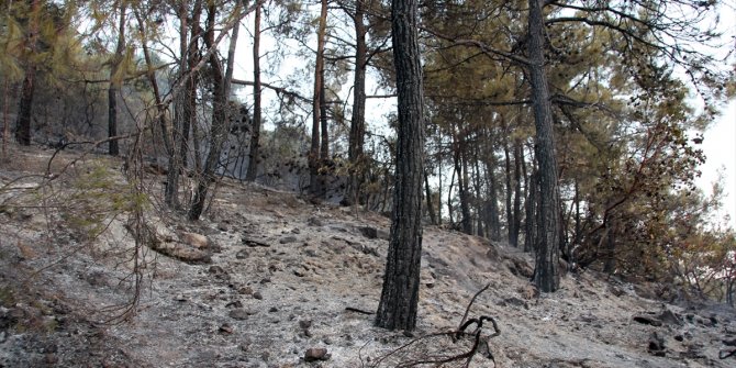 Mersin'deki orman yangını kontrol altında