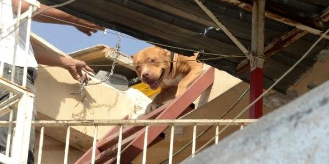 Adana'da pitbull operasyonu, biri sahipli iki köpeğe el koyuldu