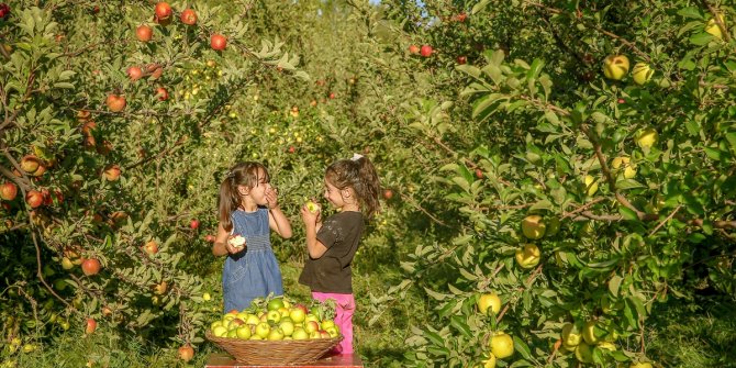 Edremit'te elma hasadı başladı
