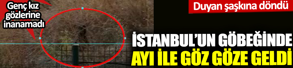 Genç kız İstanbul'un göbeğinde ayı ile göz göze geldi. Duyan şaşkına döndü