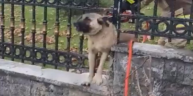 İstanbul'da demir parmaklıklara sıkışan köpek kurtarıldı