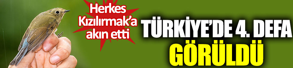 Mavi kuyruklu bülbül Türkiye’de 4’üncü defa görüldü. Herkes Kızılırmak’a akın etti