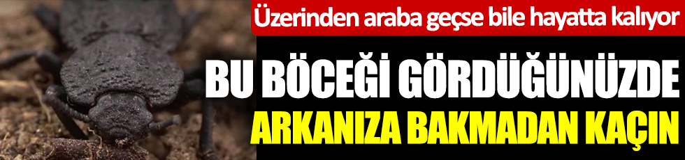 Bu böceği gördüğünüzde arkanıza bakmadan kaçın. Üzerinden araba geçse bile hayatta kalıyor. Adı şeytani demir kaplı böcek