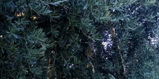 Zeytin canına mal oldu