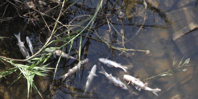 Antalya'daki toplu balık ölümleri tedirgin etti. Vatandaşlar üzülerek izledi