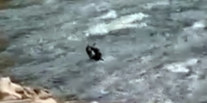 Belgesel hayvanı su samuru Tunceli'nin Munzur Gölü'nde