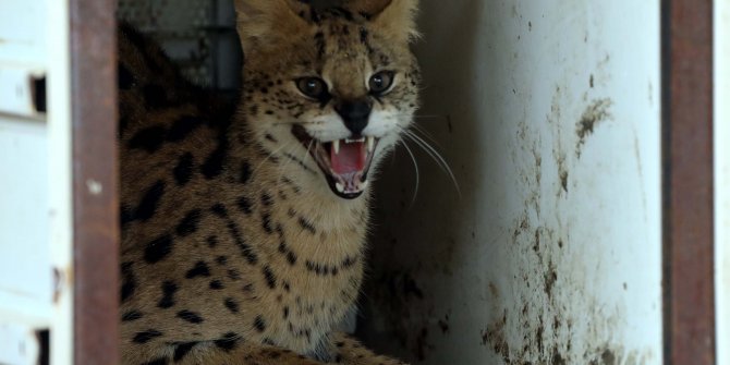 Türkiye'de sadece bir tane var, İstanbul'da bulunan Serval kedisi Gaziantep'te koruma altına alındı