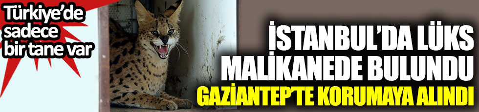Türkiye'de sadece bir tane var, İstanbul'da bulunan Serval kedisi Gaziantep'te koruma altına alındı