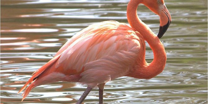 Flamingo avına rekor ceza