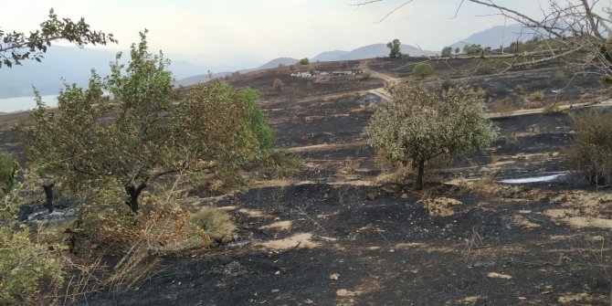 Elazığ'daki yangında binlerce arı öldü, 500 dönüm alan zarara uğradı