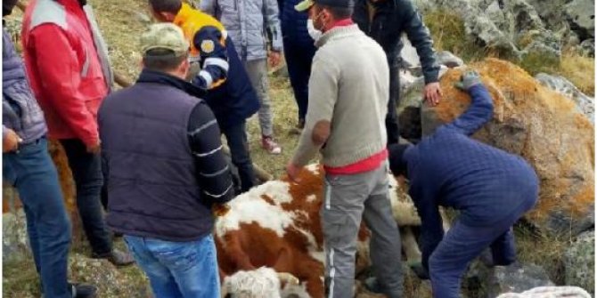 Kayalıklardan düşen inek, saatler süren operasyon ile kurtarıldı