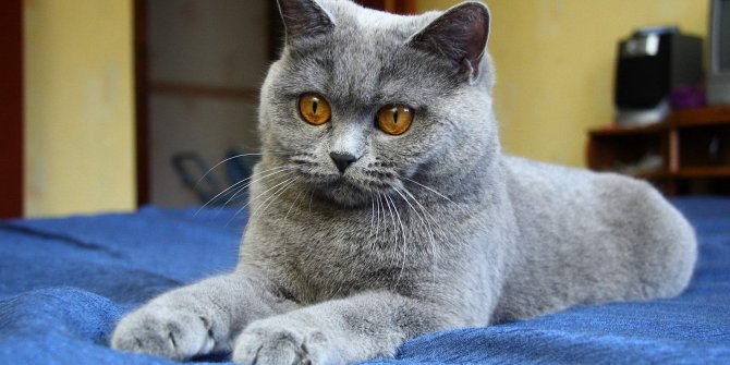 Fransa'da kayıp kedi yeniden gündemde