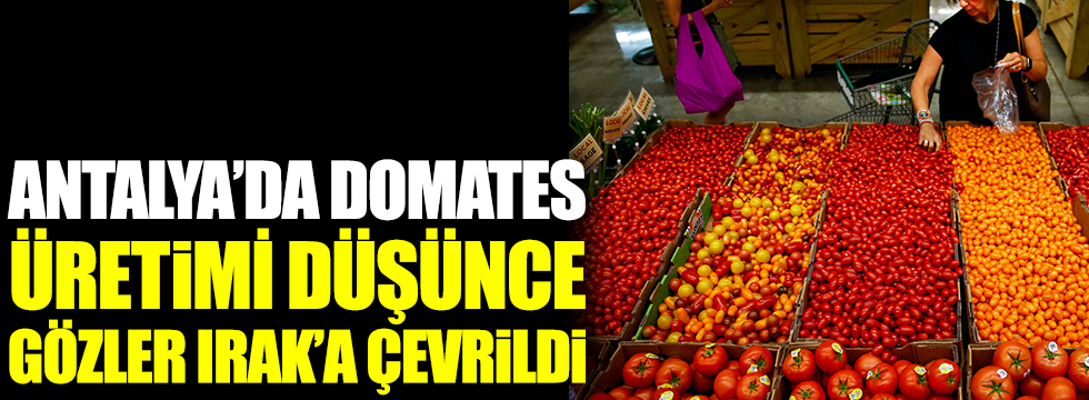 Antalya'da domates üretimi düşünce gözler Irak'a çevrildi