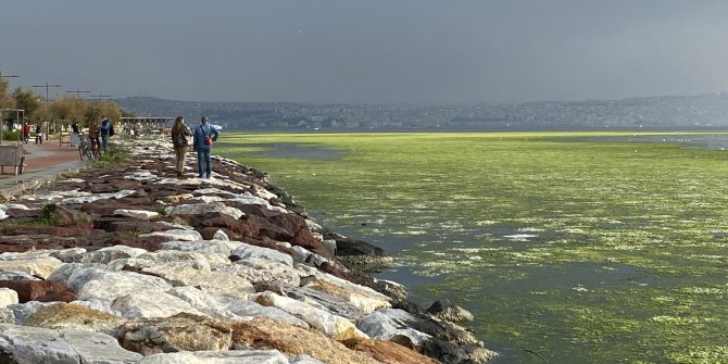 İzmir'de sahil deniz maruluyla kaplandı