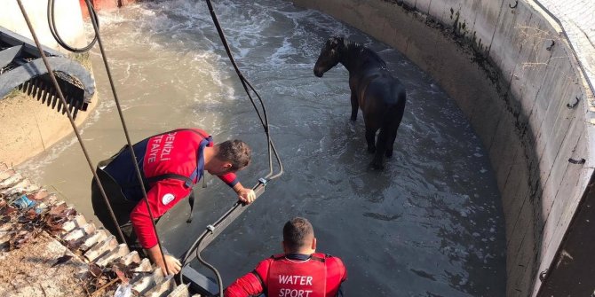 Denizli'de su kanalına düşen at itfaiye ekiplerinin çabası ile kurtarıldı