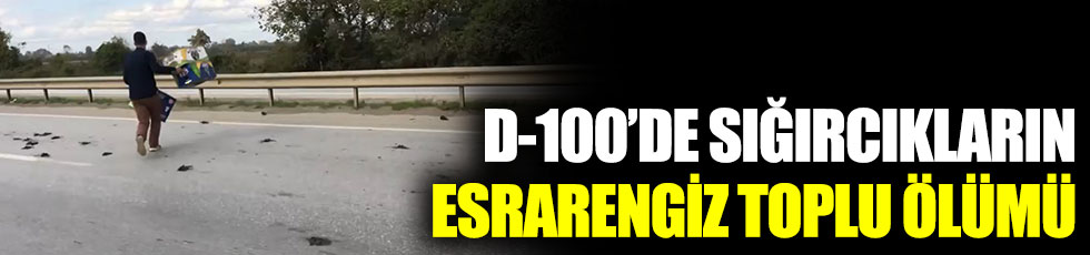D-100 (E-5) karayolunda sığırcıkların esrarengiz toplu ölümü. Şaşırtan görüntü