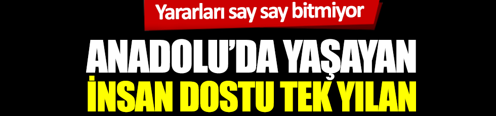 Anadolu'da yaşıyor. İnsan dostu yılan. Karayılan'ın yararları say say bitmiyor.