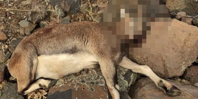 Koruma altındaki yaban keçisini vuran kişiye ceza yağdı