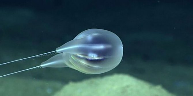ABD'li araştırmacılar suyun 4 bin metre altında ilginç bir canlı keşfetti