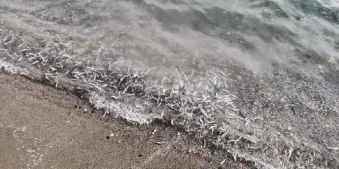 Darıca'da şaşırtan görüntü, Onlarca kilo  ölü hamsi sahile döküldü