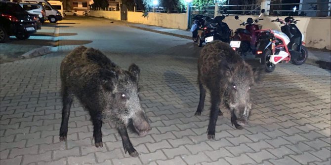 Muğla'da şehre inen domuzlar endişe yarattı