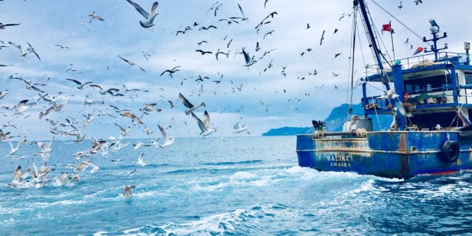 Karadeniz'den balıkçılar kötü haber. Olması gerekenden 5 derece daha sıcak