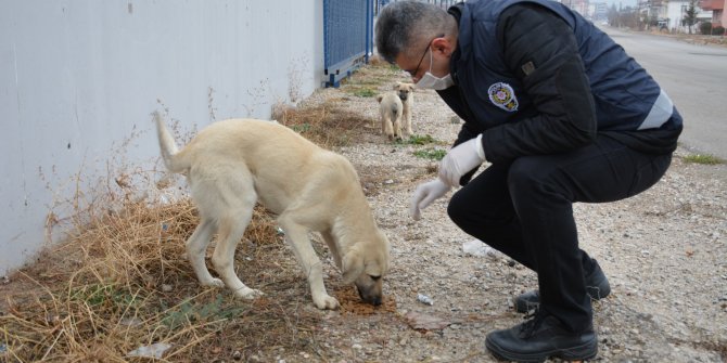 Polisler, köpekleri elleri ile besledi