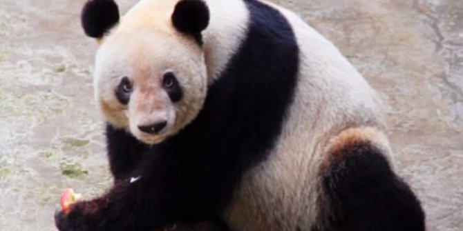 Dünyanın en yaşlı pandası şok etti