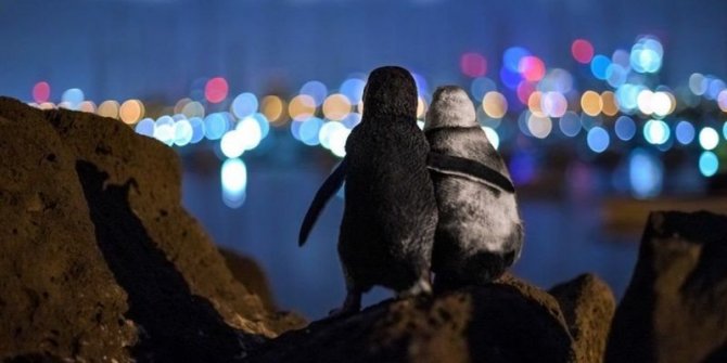 Dul penguenlerin dayanışması. Yılın fotoğrafı çekildi