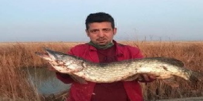 Kayseri'de özel oltayla dev turna balığı yakaladı