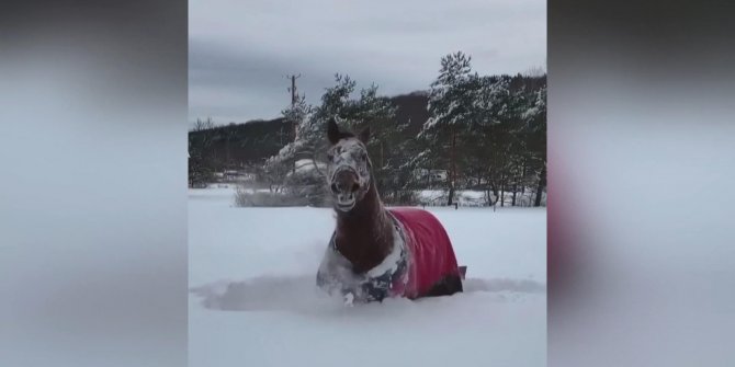 ABD’de kar keyfi yapan atın görüntüleri ilgi gördü