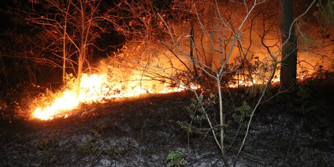 Vatandaşlar seferber oldu.Sakarya'daki orman yangını söndürüldü